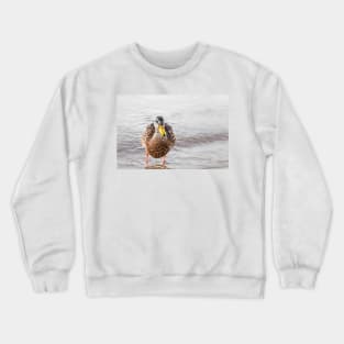 Cute Funny Mallard Duck Portrait Crewneck Sweatshirt